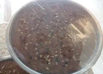 مخبز وحلويات جزيرة الروضة