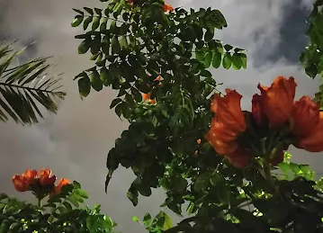 ممشى ومتنزه شجر الغاف