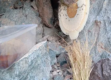 Mountain Honey