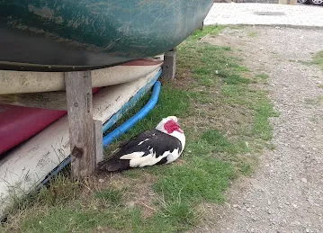 مقبرة وعب العقر