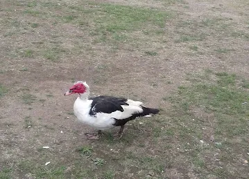 مقبرة وعب العقر