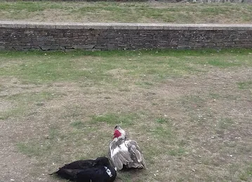 مقبرة وعب العقر