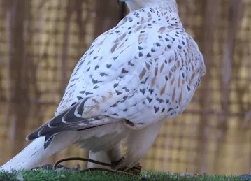 مقيض الظاهرة للطيور