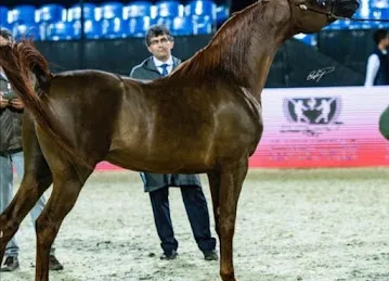 مربط الزايد للخيول العربية