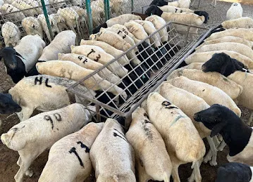 مراح عثمان