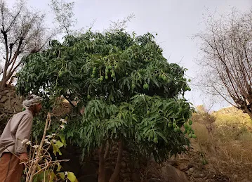 مركز رؤى لخدمات التنسيق و القبول بالجامعات