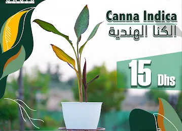 مشتل الواحة