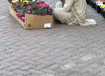 مشتل محمد علي