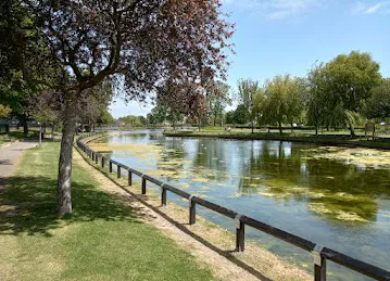 مشتل راعي الغاف ghaf tree nursery