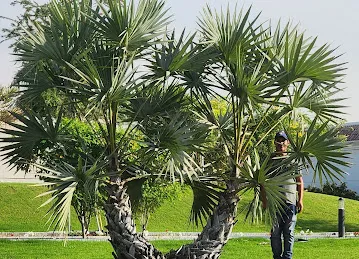 مشتل طارق TARIQ NURSERY
