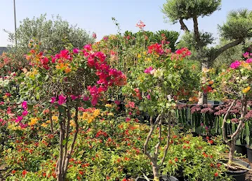 مشاتل ورسان Warsan Nurseries
