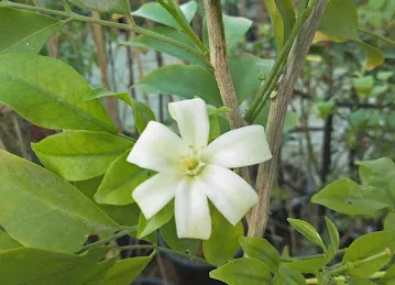مشتل اوشن جاردنز Agricultural Nurseries