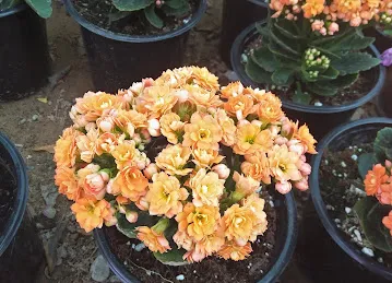 مشتل اوشن جاردنز Agricultural Nurseries