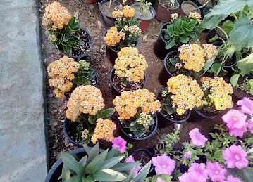 مشتل اوشن جاردنز Agricultural Nurseries
