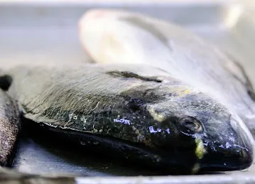 مطعم الجندي للاسماك - Aljundi Fish coking