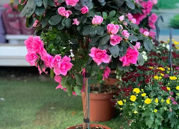 MUGHEL LANDSCAPING