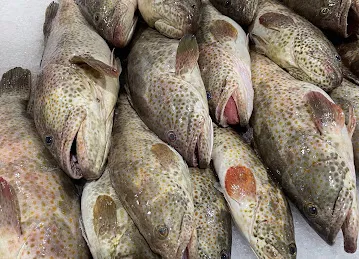 Muhammd Zafar frozen fish and seafood trading llc