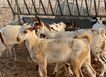 مؤسسه مزارع لتجاره المواشي