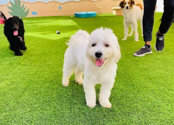 My Buddy Pet Care