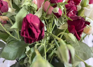 MY ROSES DMCC