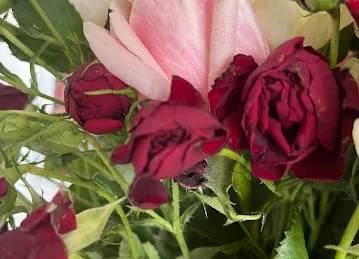 MY ROSES DMCC