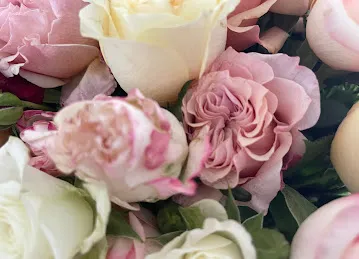 MY ROSES DMCC