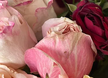MY ROSES DMCC