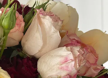 MY ROSES DMCC