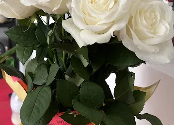 MY ROSES DMCC