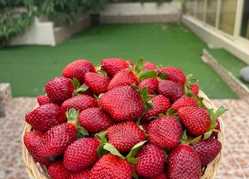 مزرعة حتا النومذجية للفراولة