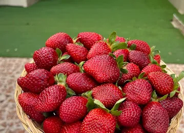 مزرعة حتا النومذجية للفراولة