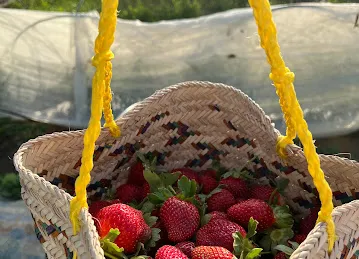مزرعة حتا النومذجية للفراولة