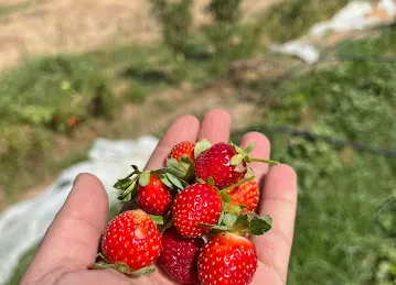 مزرعة حتا النومذجية للفراولة