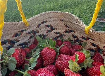 مزرعة حتا النومذجية للفراولة