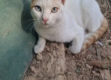 مزرعة خليفة حمدان سالمين المنصوري