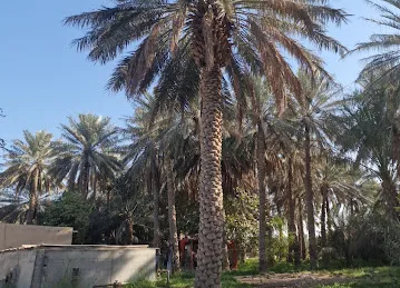 مزرعة خليفة حمدان سالمين المنصوري