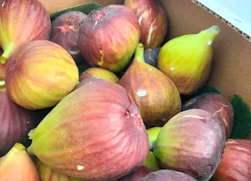 مزرعة تين الروضة