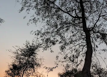 Nad Al Sheeba Forest Trail - II