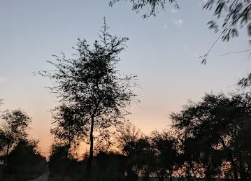 Nad Al Sheeba Forest Trail - II
