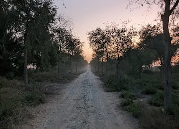 Nad Al Sheeba Forest Trail - II