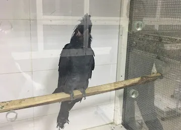 NAD ALSHIBA BIREDS BREEDING CENTER