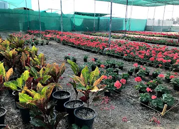 Nakeliat plants & flowers LLC