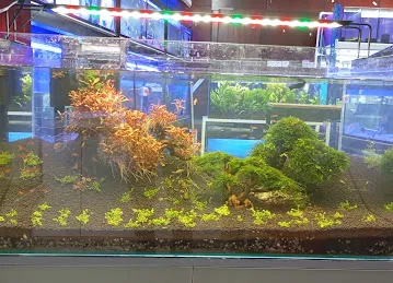 Natures Garden Aquarium
