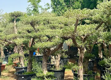 Noor Al Shams Flowers and Ornamental Plants Trading