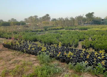 Noor Plants Nursery