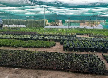 Noor Plants Nursery