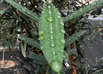Olive leaves plantation , مشتل اوراق الزيتون