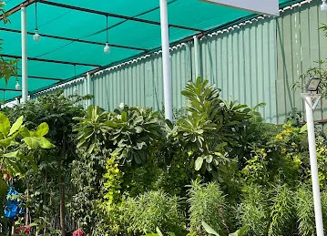 Olive leaves plantation , مشتل اوراق الزيتون