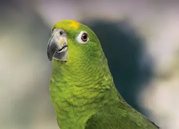Online Pet Shop