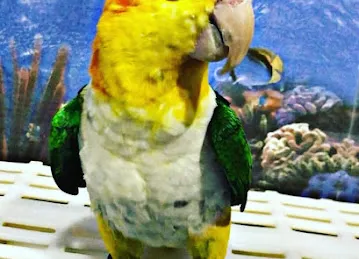 Orange Bone Pet Store